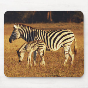Tapis De Souris Zimbabwe, parc national de Hwange, Linkwasha