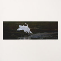 Cygne trompette
