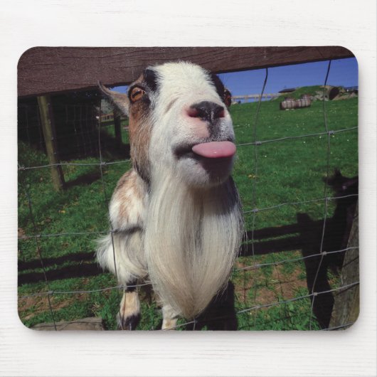 Tapis effronté de souris de chèvre (Devant)