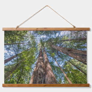 Tapisserie Suspendue Arbres de séquoia Comté de Marin, Californie