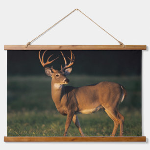Tapisserie Suspendue Cerf à queue blanche   Choke Canyon State Park, TX