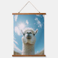 Curieux Alpaca sous le soleil