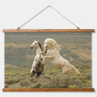 Deux Stallions sauvages combattent