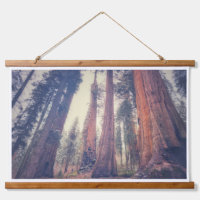 Forêt de Sequoia
