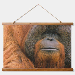 Tapisserie Suspendue Portrait de mâle orang-outan, Géorgie, États-Unis