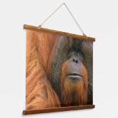 Tapisserie Suspendue Portrait de mâle orang-outan, Géorgie, États-Unis (Angulaire)
