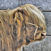 TAPISSERIE SUSPENDUE VACHE