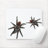 Taranchula spin live muismat (Met muis)