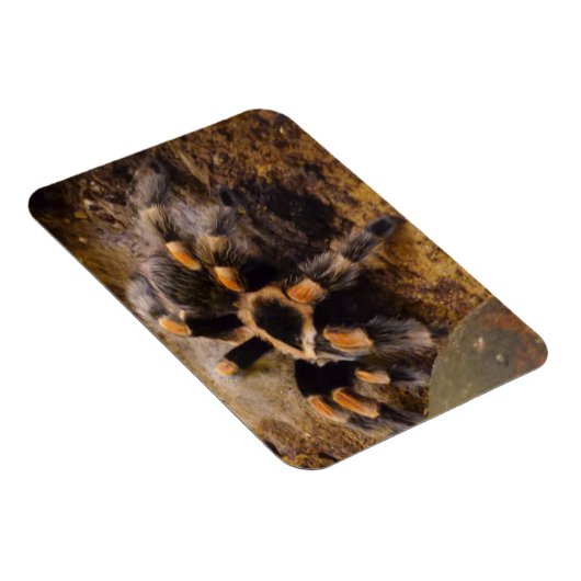 Tarantula 3"x4" Magnet Magneet (Rechterzijde)