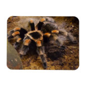 Tarantula 3"x4" Magnet Magneet (Horizontaal)