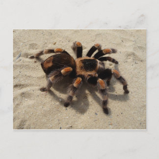 Tarantula brachypelma rode knie giftig briefkaart
