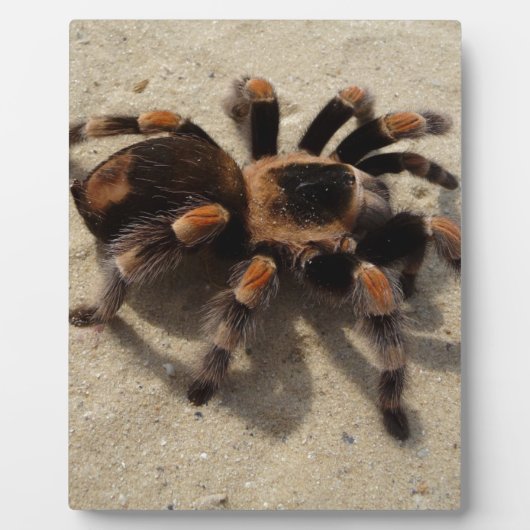 Tarantula brachypelma rode knie giftig fotoplaat (Voorkant)