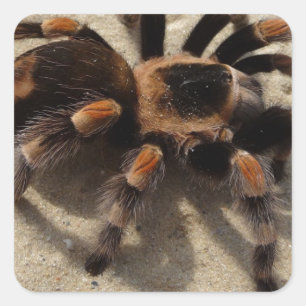 Tarantula brachypelma rode knie giftig vierkante sticker