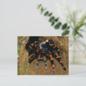 Tarantula Briefkaart (Staand voorkant)