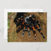 Tarantula Briefkaart (Voorkant / Achterkant)