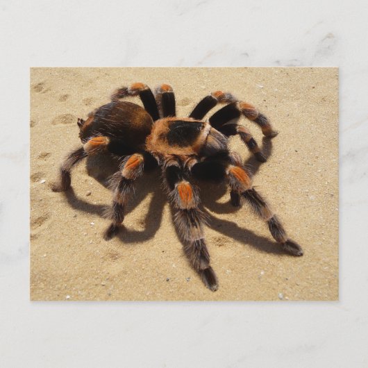 Tarantula Briefkaart (Voorkant)