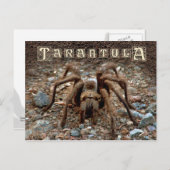 Tarantula Briefkaart (Voorkant / Achterkant)