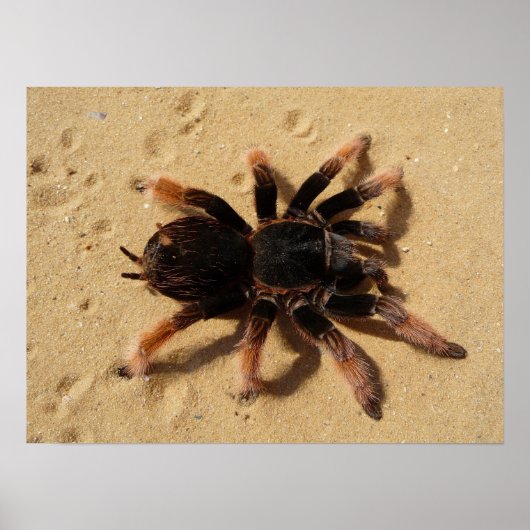Tarantula Foto Poster (Voorkant)