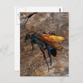 Tarantula Hawk Briefkaart (Voorkant / Achterkant)
