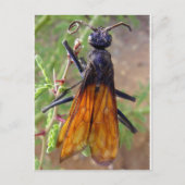 Tarantula Hawk Briefkaart (Voorkant)