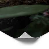 Tarantula in het weelderige regenwoud poster (Hoek)