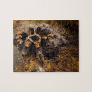 Tarantula Jigsaw Puzzel