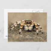 Tarantula Jumping Bird Spider geweldige accessoire Briefkaart (Voorkant / Achterkant)
