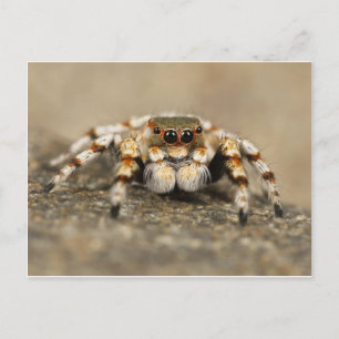 Tarantula Jumping Bird Spider geweldige accessoire Briefkaart