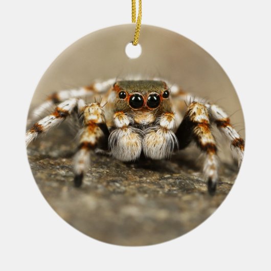 Tarantula Jumping Bird Spider geweldige accessoire Keramisch Ornament (Voorkant)