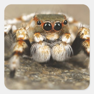 Tarantula Jumping Bird Spider geweldige accessoire Vierkante Sticker