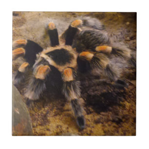 Tarantula Kleine (4,25 inch x 4,25 inch) keramisch Tegeltje