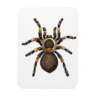 Tarantula Magneet