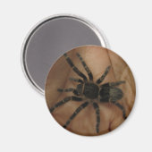 Tarantula Magnet Magneet (Voorkant / Achterkant)