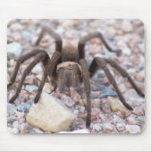 Tarantula Muismat (Voorkant)