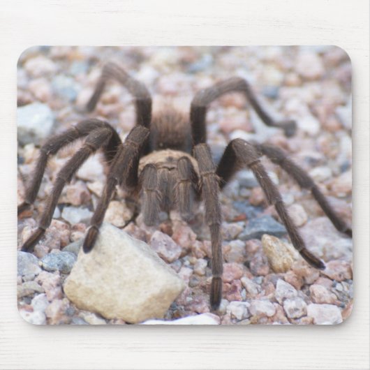 Tarantula Muismat (Voorkant)