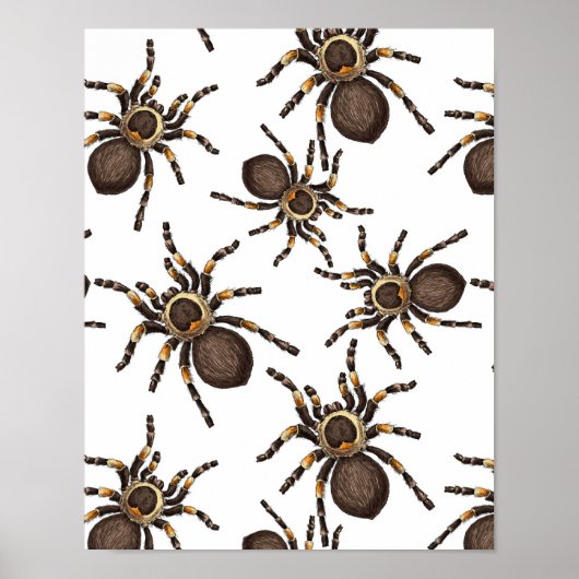 Tarantula op wit poster (Voorkant)
