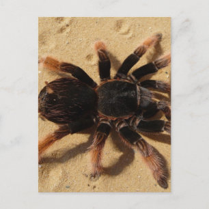 Tarantula Photo Briefkaart