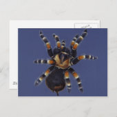 Tarantula Portrait Briefkaart (Voorkant / Achterkant)