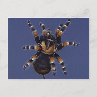 Tarantula Portrait Briefkaart