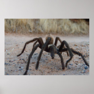 Tarantula sluit af poster