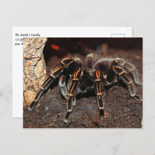 Tarantula Spider, gestreept Briefkaart