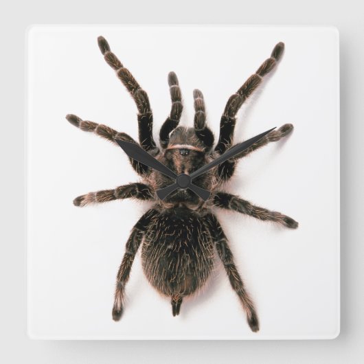 Tarantula Spider Wall klok (Voorkant)