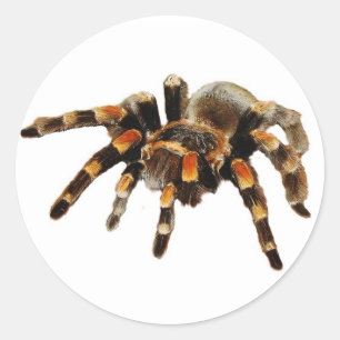 Tarantula spin zwart en sinaasappel ronde sticker
