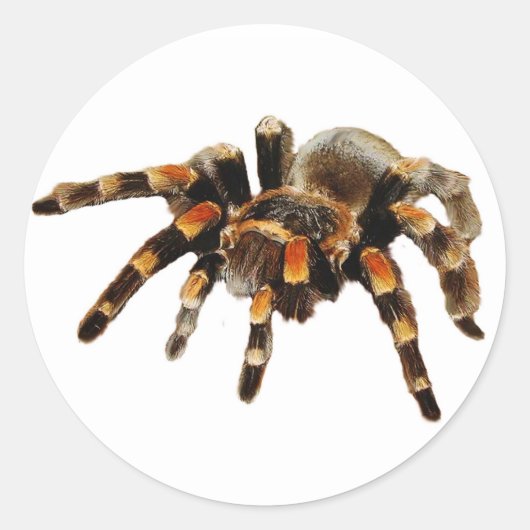 Tarantula spin zwart en sinaasappel ronde sticker (Voorkant)