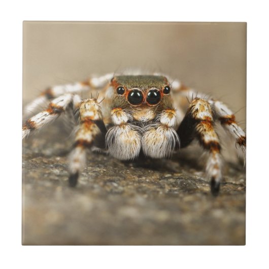 Tarantula Springende Vogelspin awesome accessoires Tegeltje (Voorkant)
