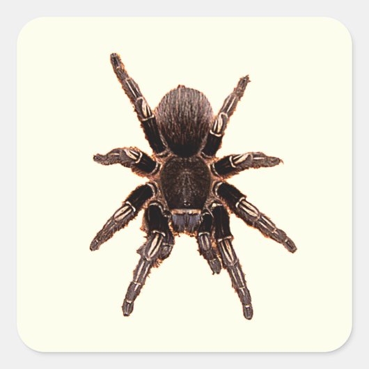 Tarantula Vierkante Sticker (Voorkant)