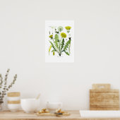 Taraxacum officinale (Dandelion) Poster (Keuken)