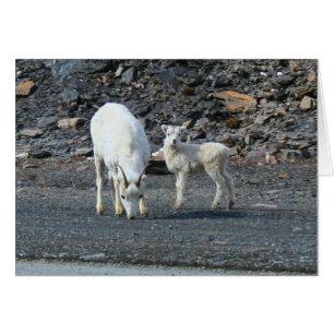 Tarieven van de Arctic Blank Card