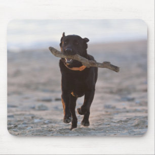 tarifa , cadiz , spanje muismat