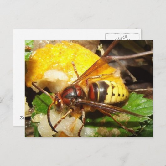Tarjeta postal De Avispas Briefkaart (Voorkant / Achterkant)